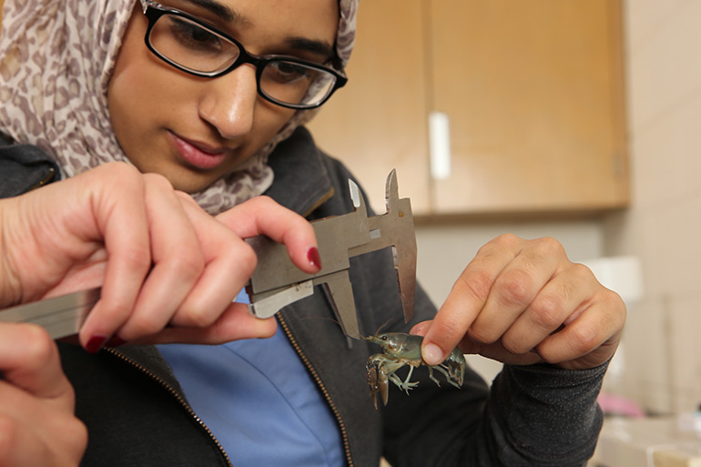 student measuring a crayfish for research