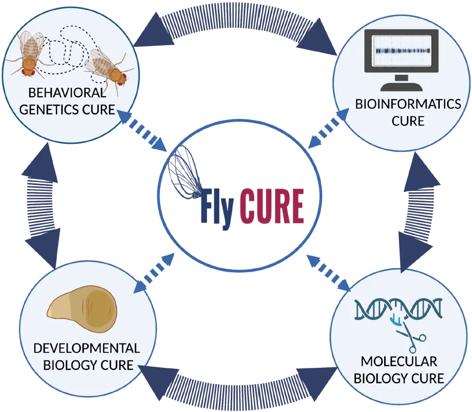 Diagram showing relationship between the Fly-CURE program, behavioral genetics cure, bioinformatics cure, developmental biology cure, and molecular biology cure