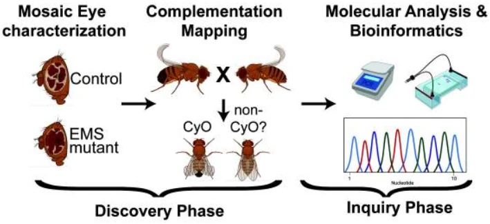 Decorative ilustration of the Fly-CURE project including discovery and inquiry phases.