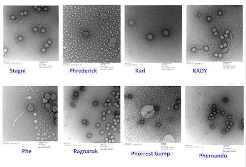 Identified and named SEA PHAGE, Fall 2015