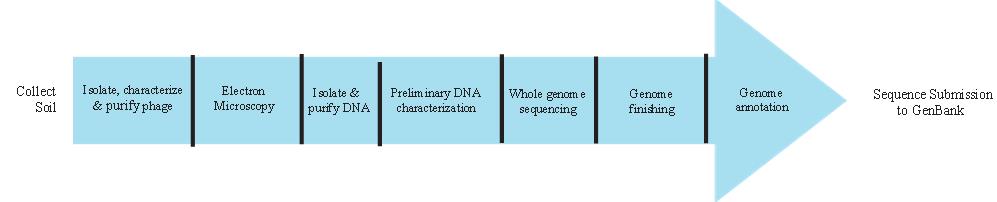 Sequence of activity graphic